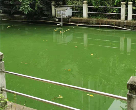 水体除藻服务